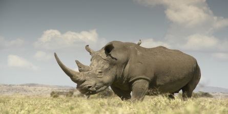 Welcome Tourism Services’ guests can purchase a ‘green seat’, with proceeds going towards the fight against rhino poaching and a project called Trees for Tourism.