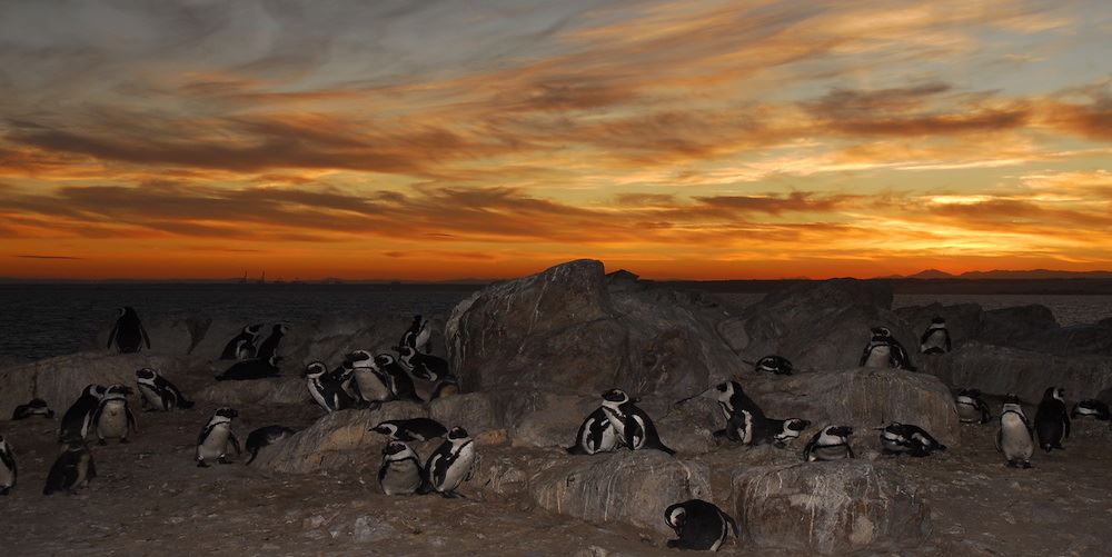 St Croix, Algoa Bay is home to the largest breeding colony of African penguins in the world. 