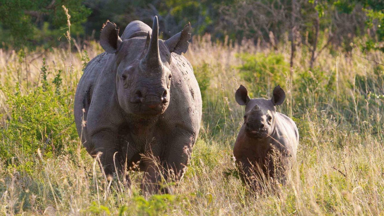 A total of 1 215 rhinos were poached in South Africa in 2014.
