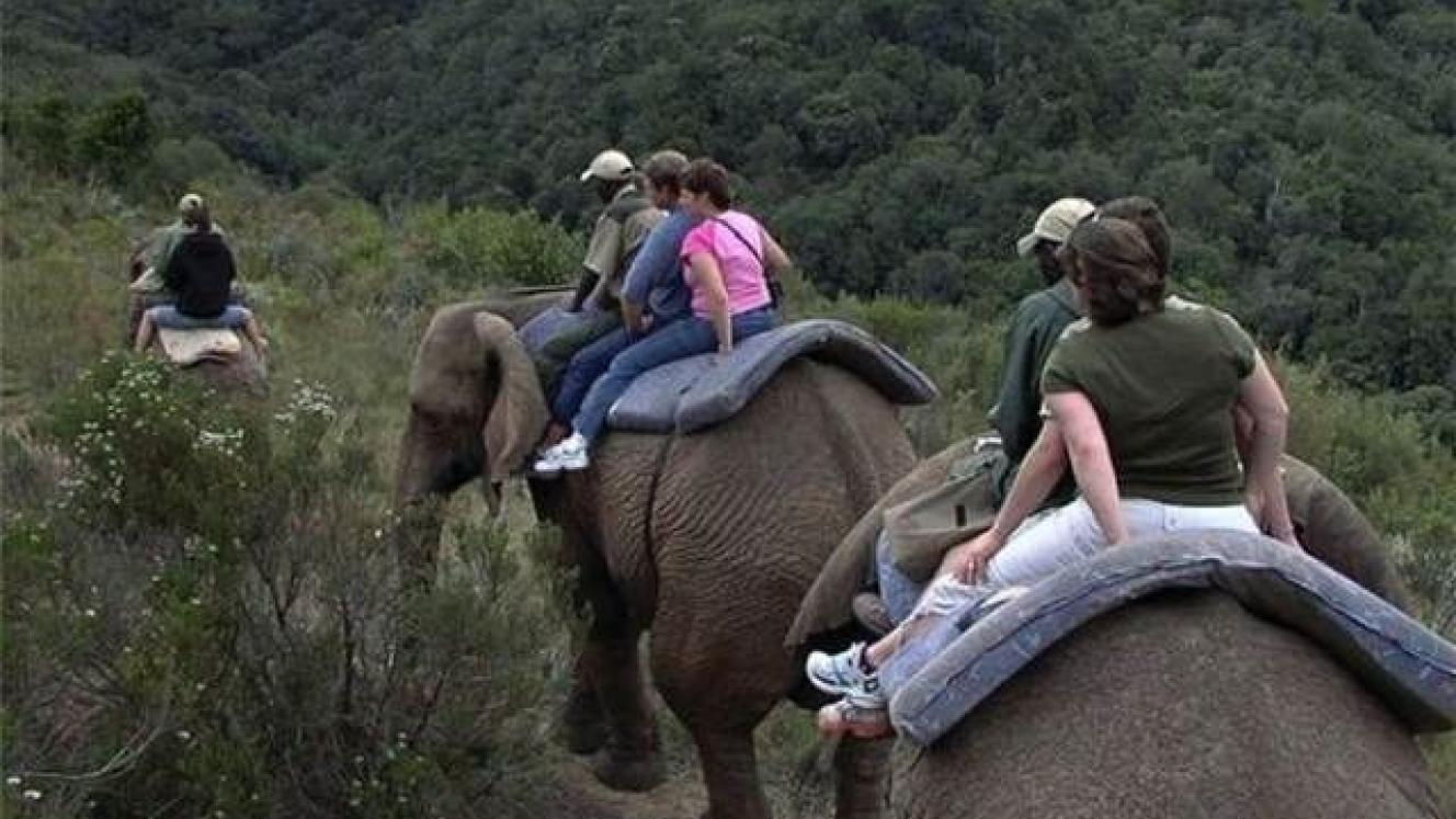 The Knysna Elephant Park offers elephant back rides, walks and even a sleep-over experience. 