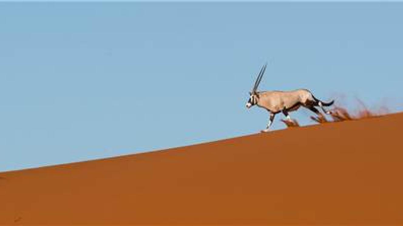 Wilderness Safaris' Desert Dune Safari guests through varied and remote desert areas in Namibia.