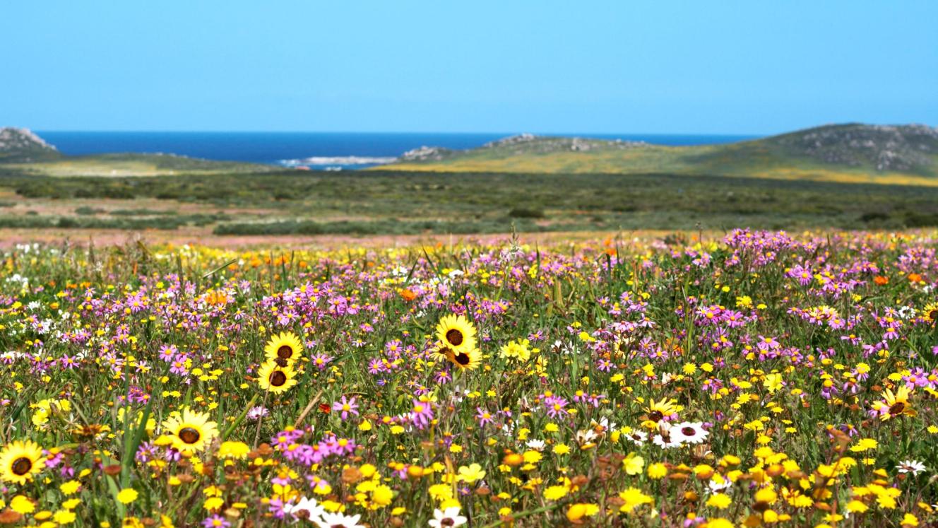 Thompsons Africa has unveiled a tour that travels along the West Coast of South Africa.