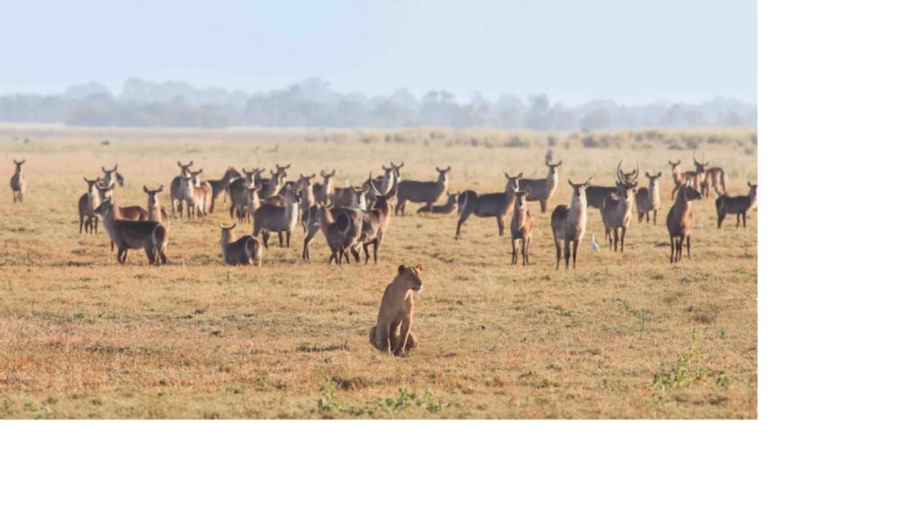 The latest wildlife count at Gorongosa National Park shows large population recovery.