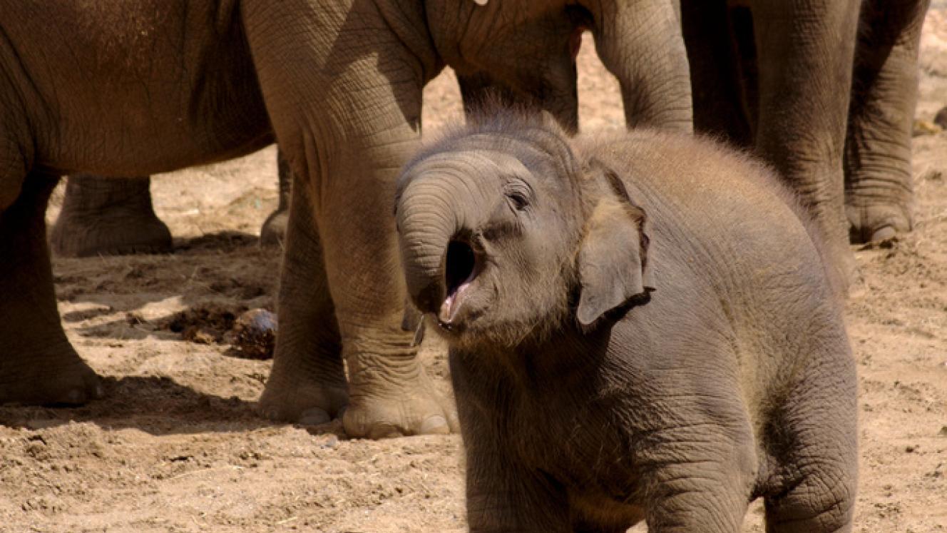 The ZCTF has warned tha the capture and export of baby elephants could harm tourism to Zimbabwe.