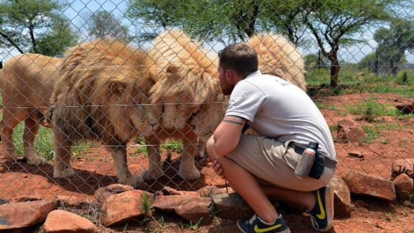 Lion Park trainer and guide, Shandor Larenty, visiting lions that were sold.