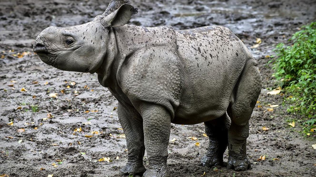 In 2014 SANParks rescued 16 rhino orphans in the Kruger National Park.