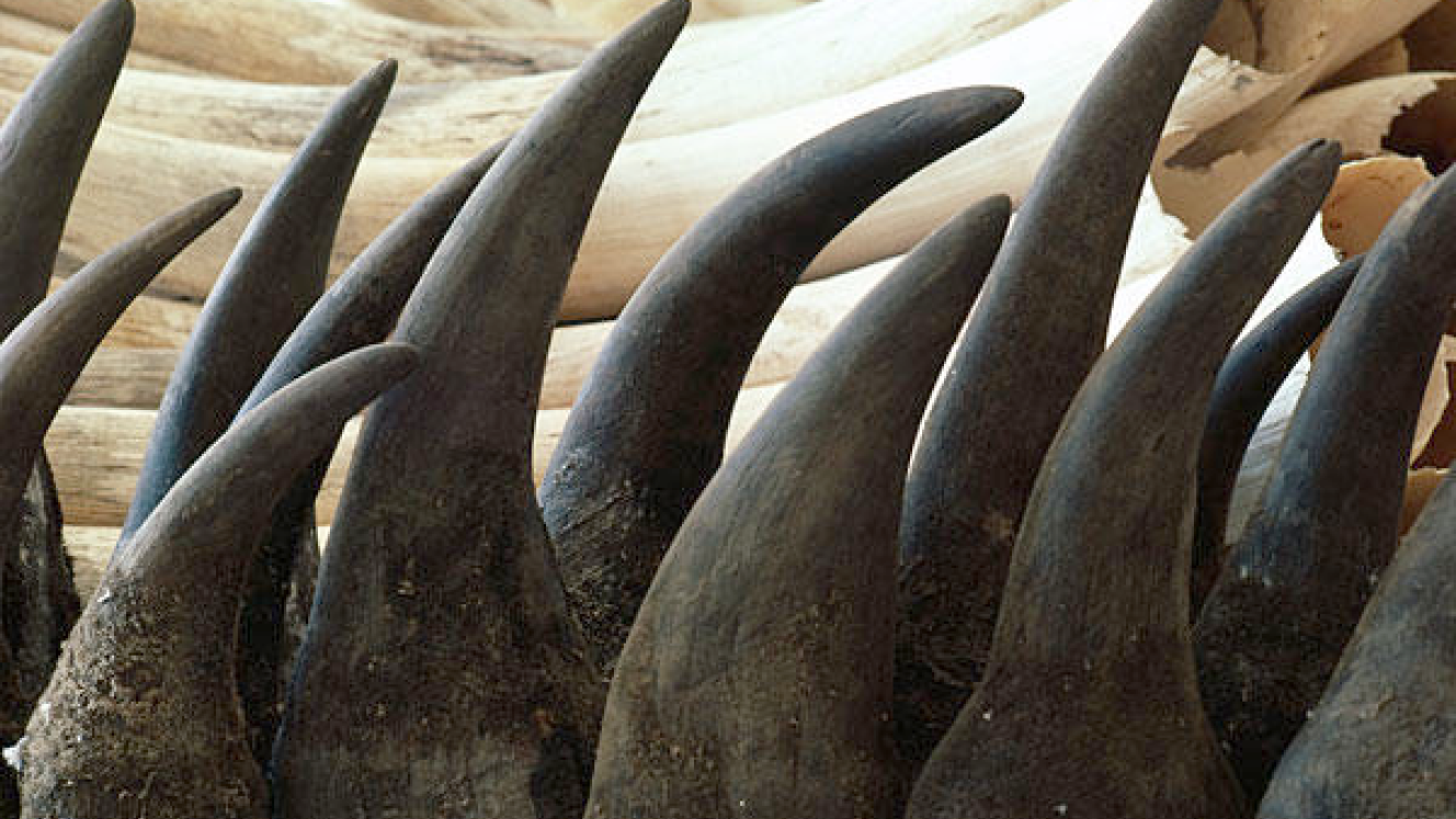 Network for Animals called on SA to burn its rhino horn stockpile during submissions to the committee of inquiry investigating the feasibility of a rhino horn trade.
