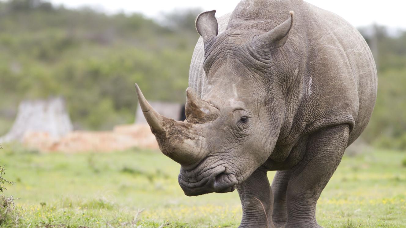 Thompsons Africa is offering guests an opportunity to participate in rhino conservation.