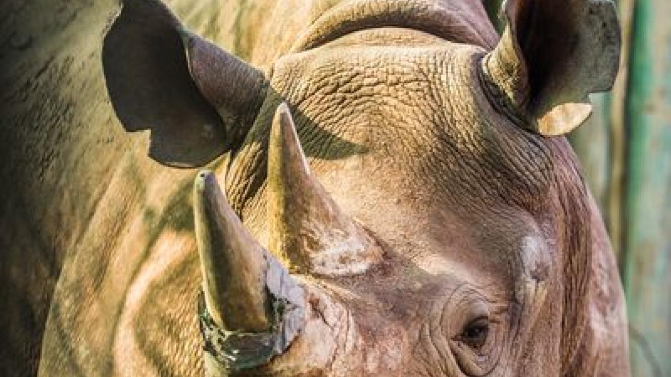  May 2014 - Wilderness Safaris together with the Botswana and SA government, numerous donors, trade partners, guests and NGOs, succeeded in moving a significant number of black rhino from South Africa to northern Botswana.