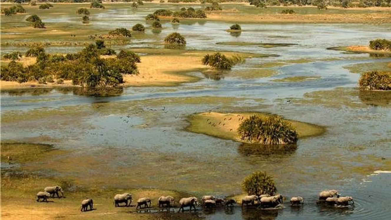 A heard of elephants in Botswana's Okavango Delta.