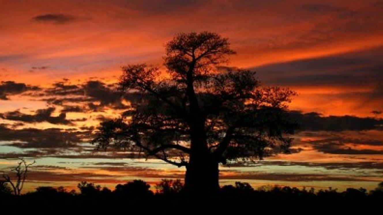 A fiery Botswana sunset and baobab tree. 