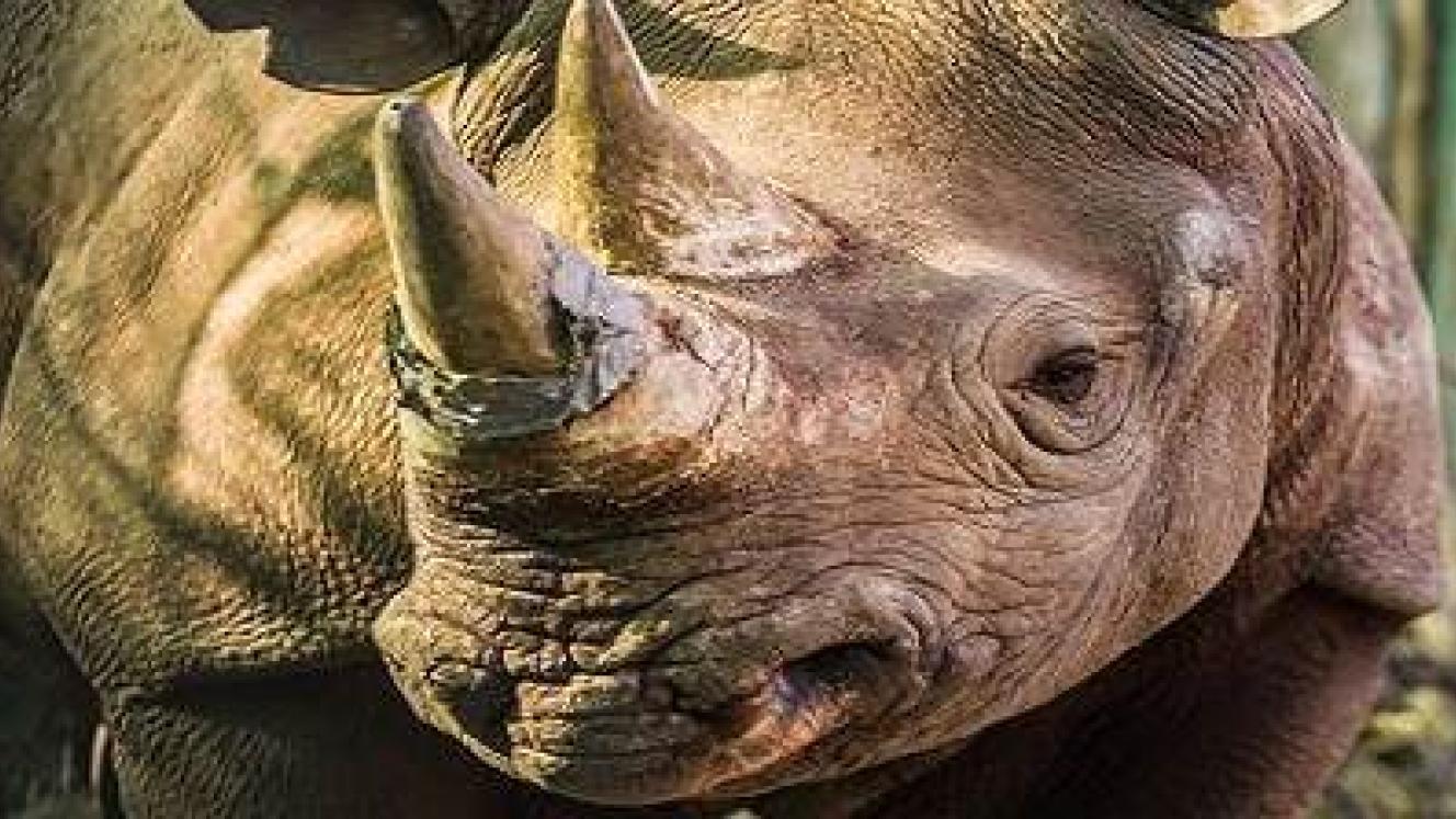 Wilderness Safaris and their partners move more rhino to safety.