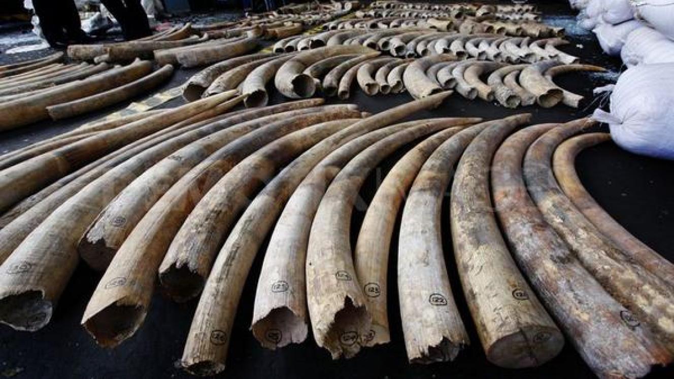 Governments, including SA, China and the UK, have committed to strengthen laws to clamp down on illegal wildlife trade.