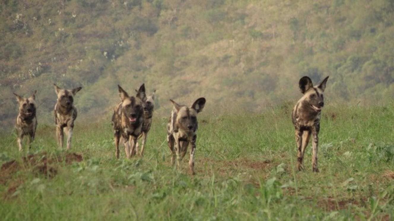 The pack of African Wild Dogs at Zululand Rhino Reserve.