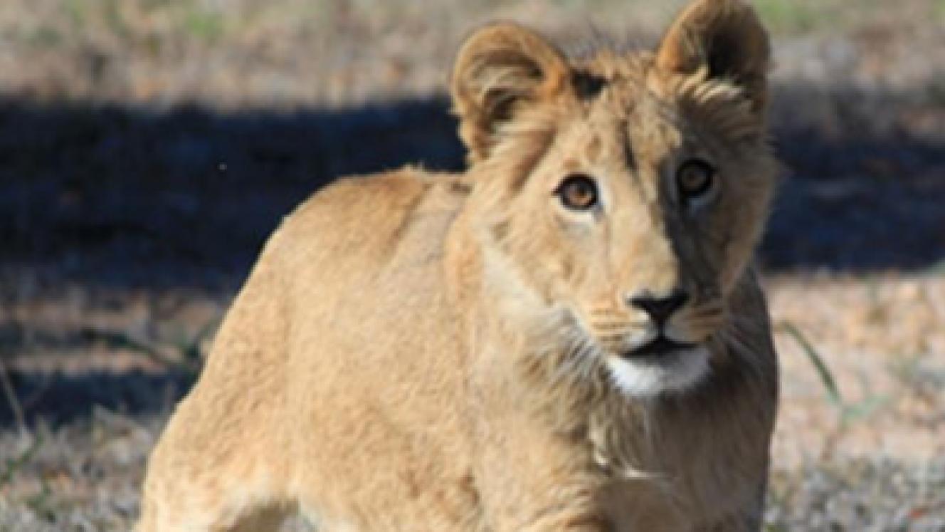 Drakenstein Lion Park is a sanctuary for lions, located near Cape Town