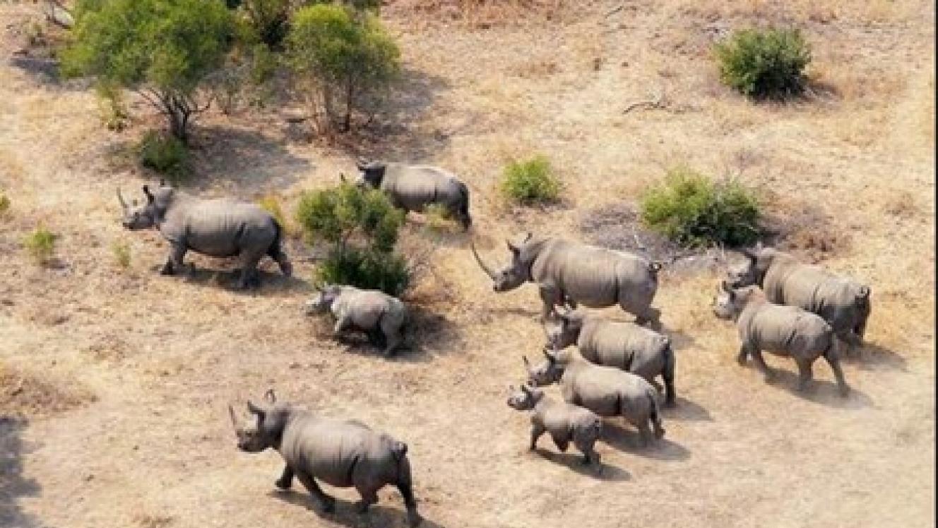 The Great Plains Foundation has launched a project to move 100 rhinos.