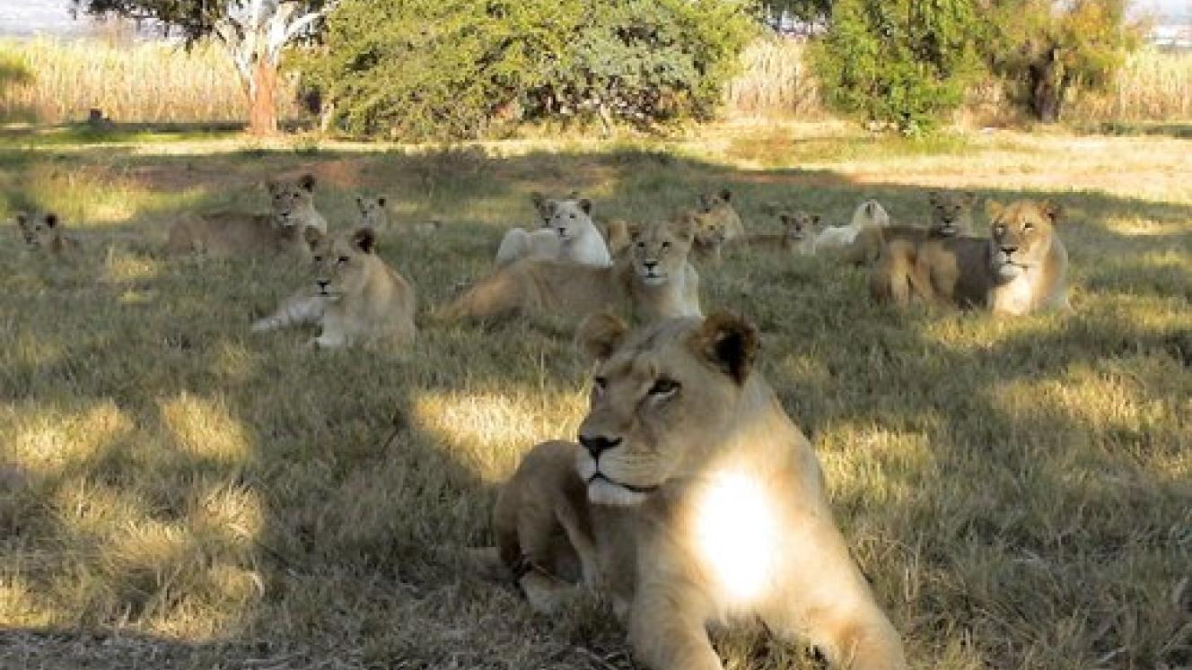 An internal investigation is under way to determine details of the incident.