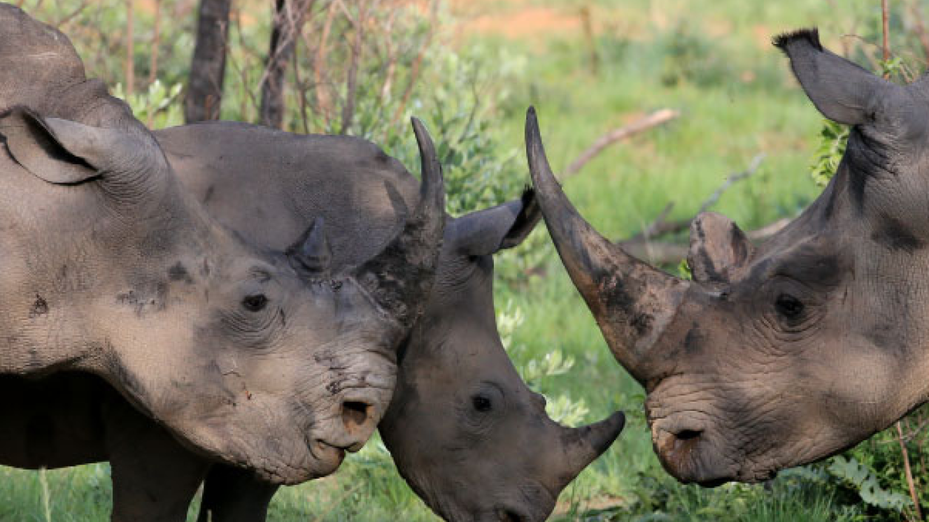 ‘Surviving Rhino Extinction in the Wild’ talk will take place on June 18 at the One&Only Cape Town.