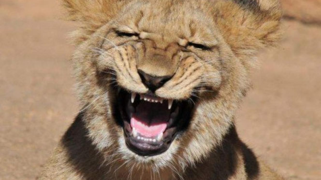 What would you name the missing lion?