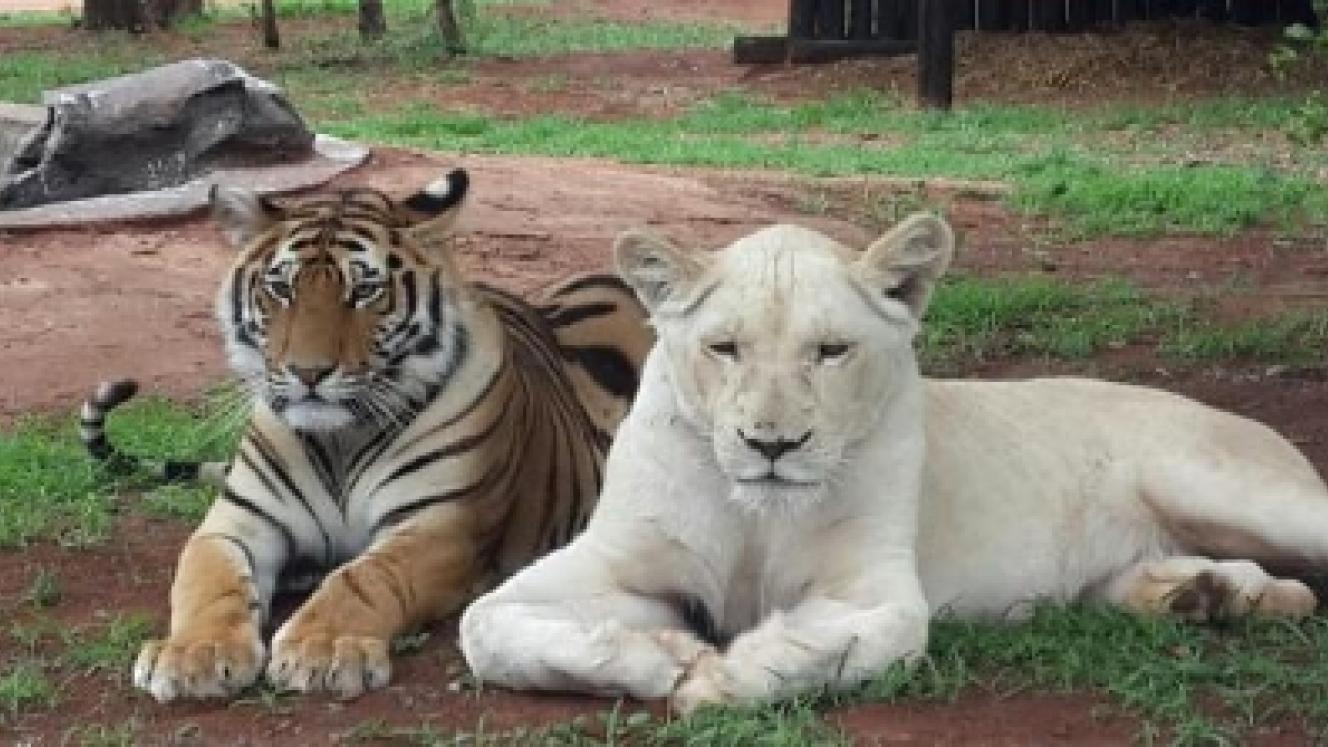 The cats at Jugomaro were caught up in a liquidation dispute. Picture by Jugomaro Predator Park.