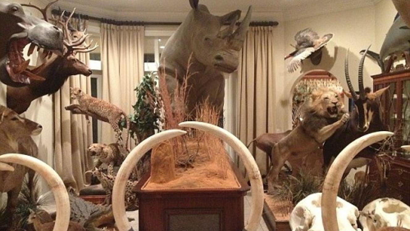 PHASA has welcomed the decision by SAA to reverse the embargo on the transportation of rhino, elephant, lion and tiger trophies.