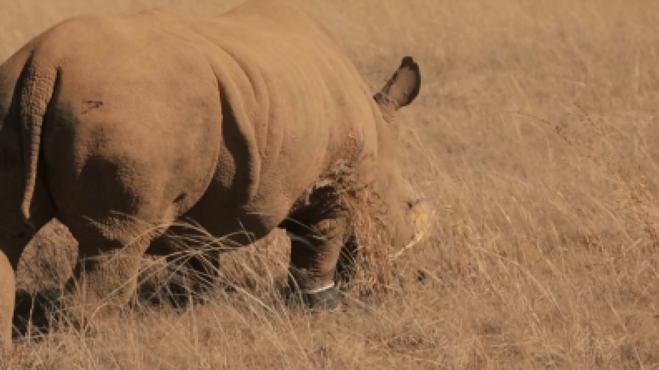 A new tracking device has been developed to monitor and record the movement of rhinos
