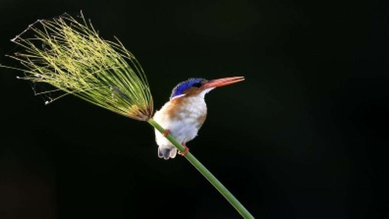 Photo by Wilderness Safaris. 