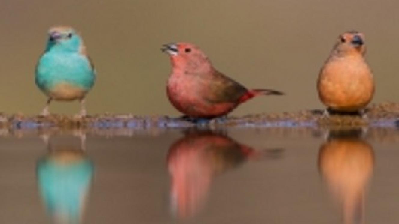 Photo by Charl Senekal of Zimanga Game Reserve.