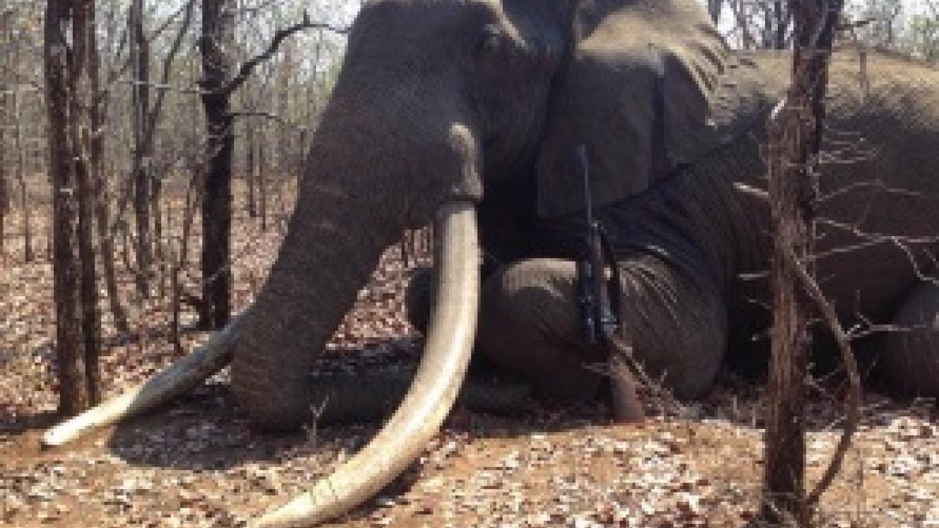 Iconic elephant shot in Zimbabwe | Southern & East African Tourism Update