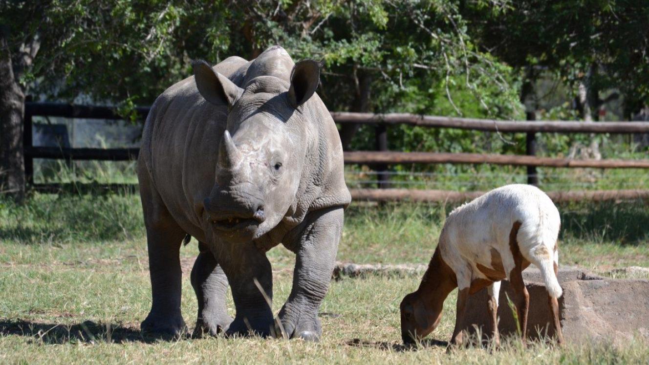 Gertjie is cared for by Hoedspruit Endangered Species Centre Anchorwith the help of funding from Thompsons Africa.