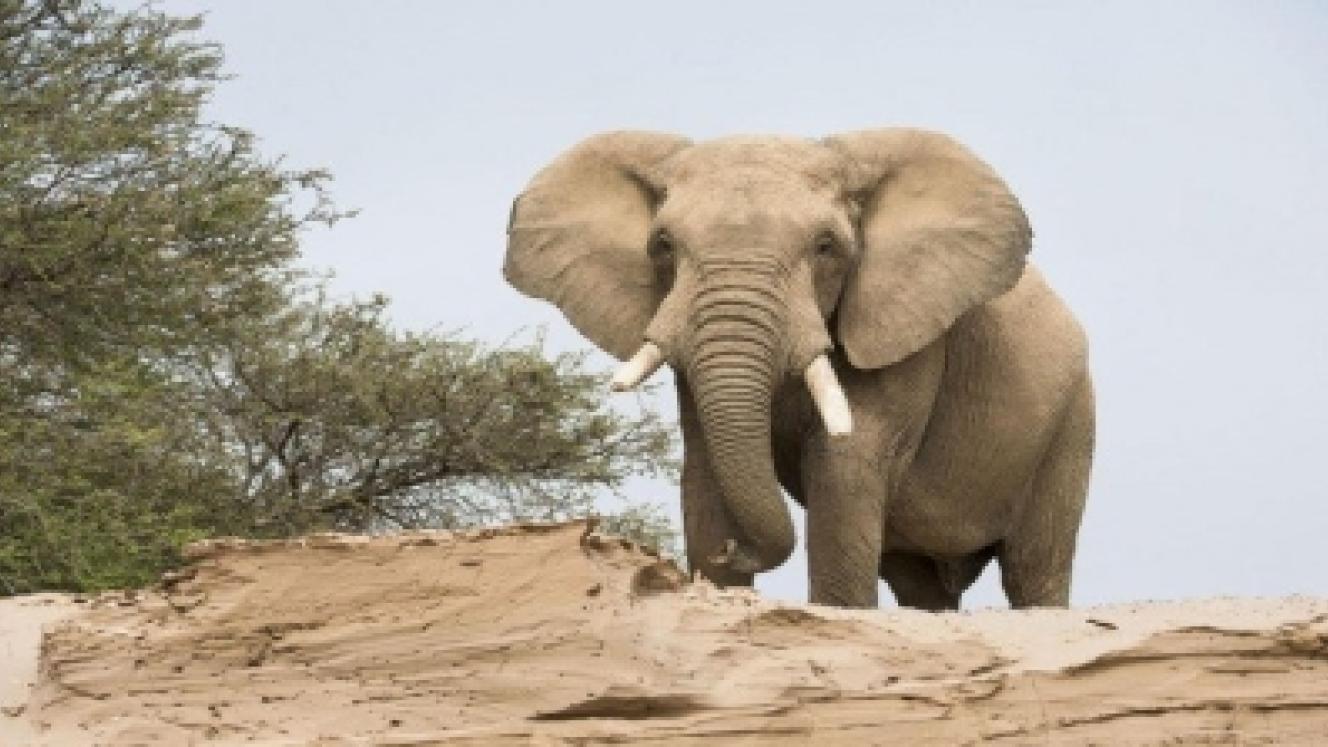 Desert-adapted elephants are no different genetically to savannah elephants.