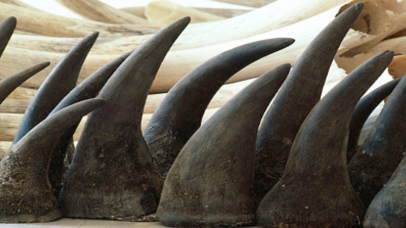Minister of Environmental Affairs, Edna Molewa, will appeal a judgment setting aside a moratorium on the domestic trade of rhino horn.