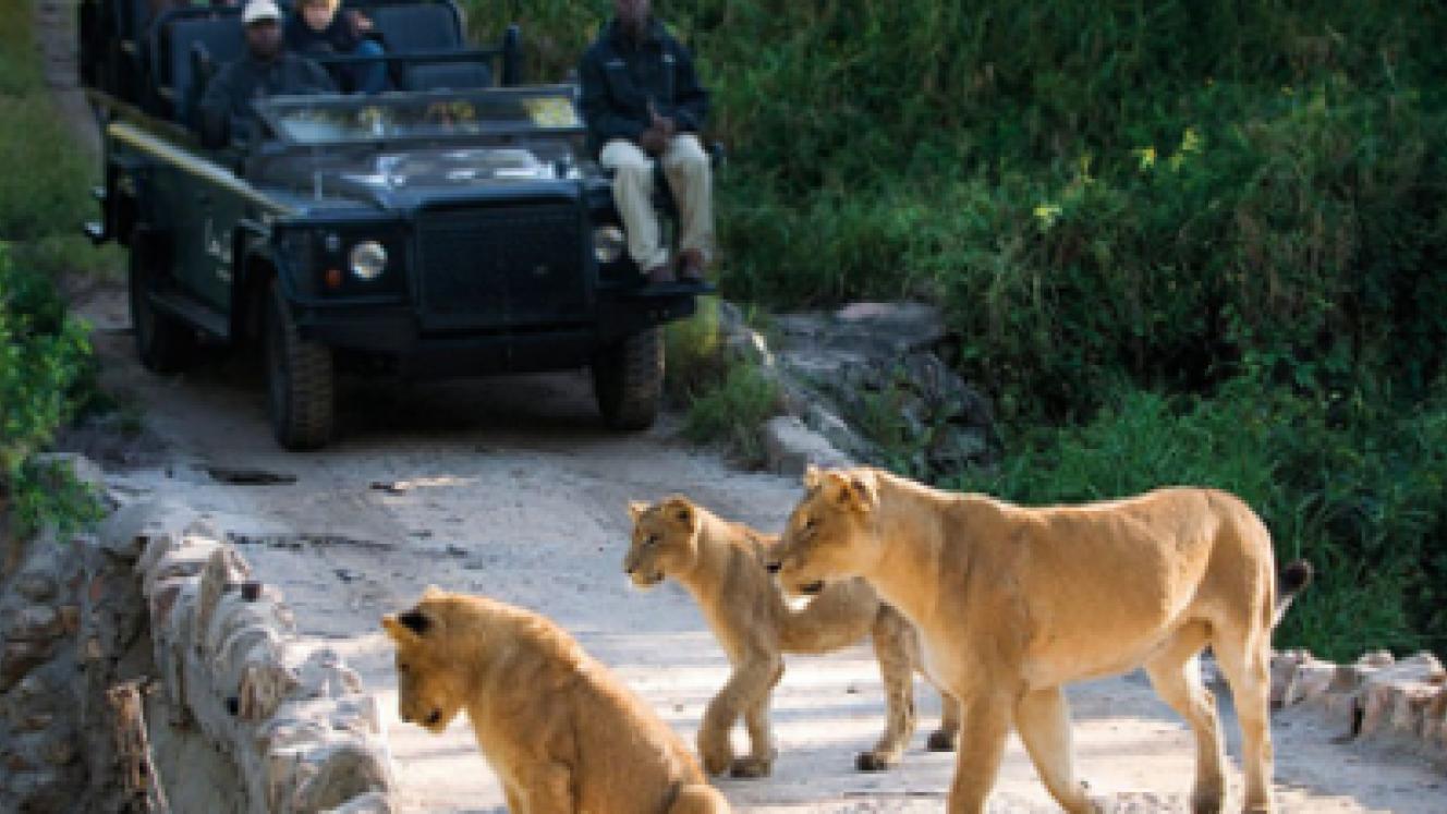 The Kruger National Park remains a key attraction to the Latin American market.