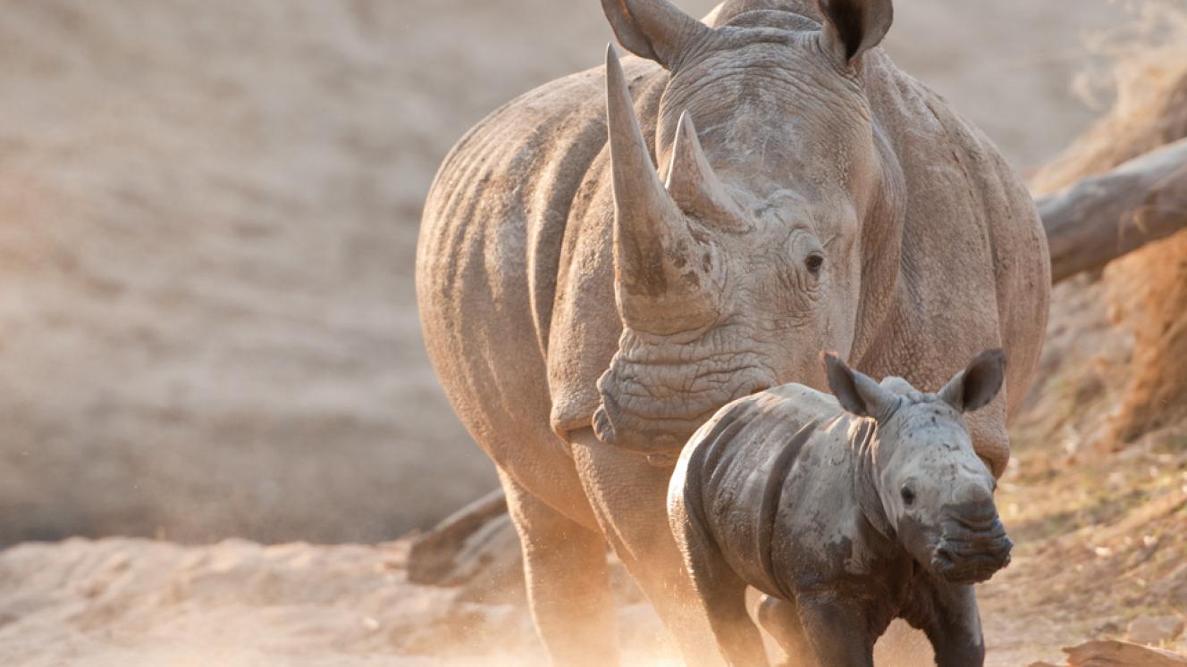 Funds collected by the lodges within the Sabi Sand Reserve will go towards anti-poaching, general conservation and community initiatives within the reserve.