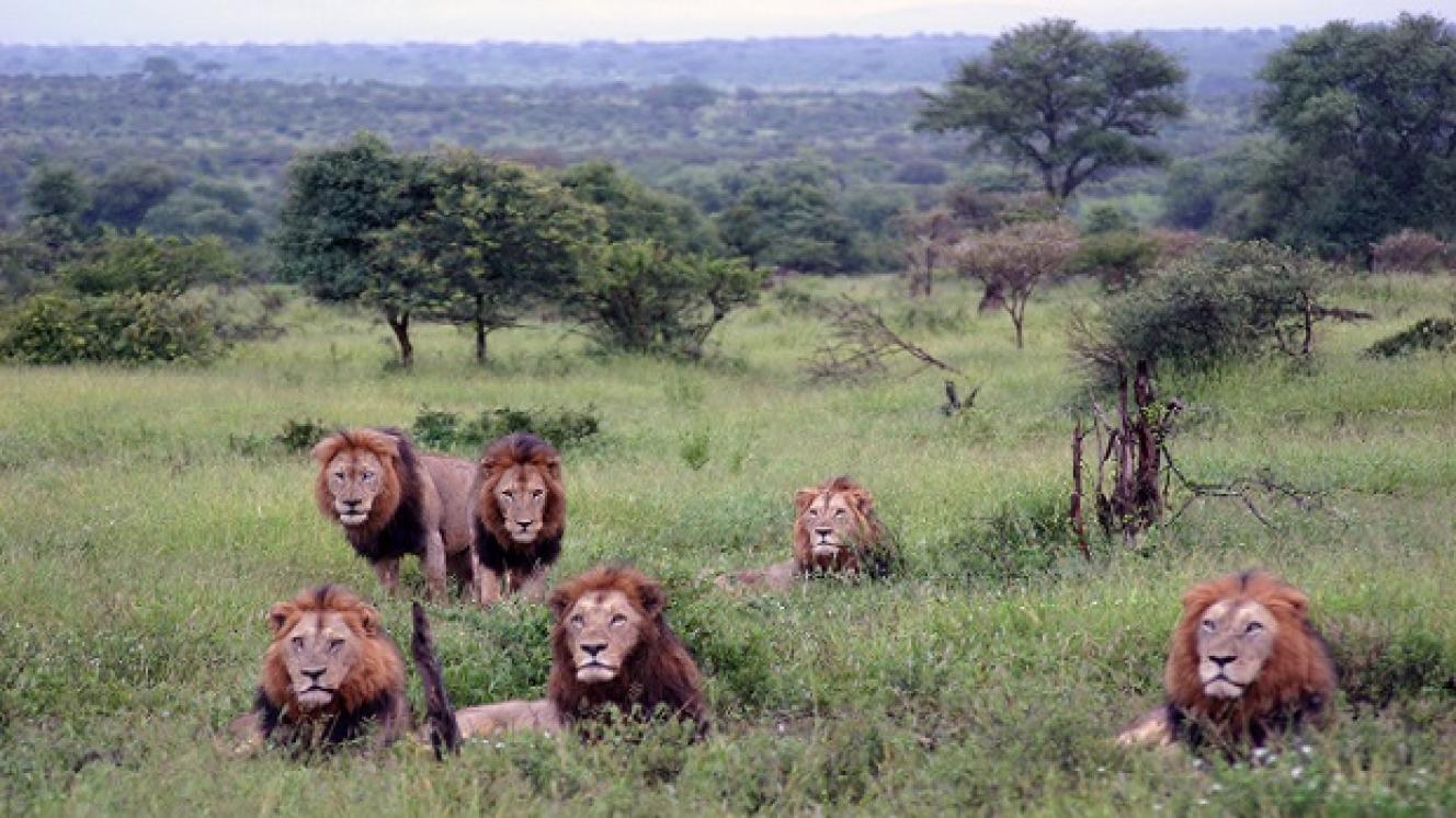 A safari lodge that has been in the pipeline for construction in the Kruger National Park since 2010 is subject to further ministerial approval after four appellants registered appeals against the development.