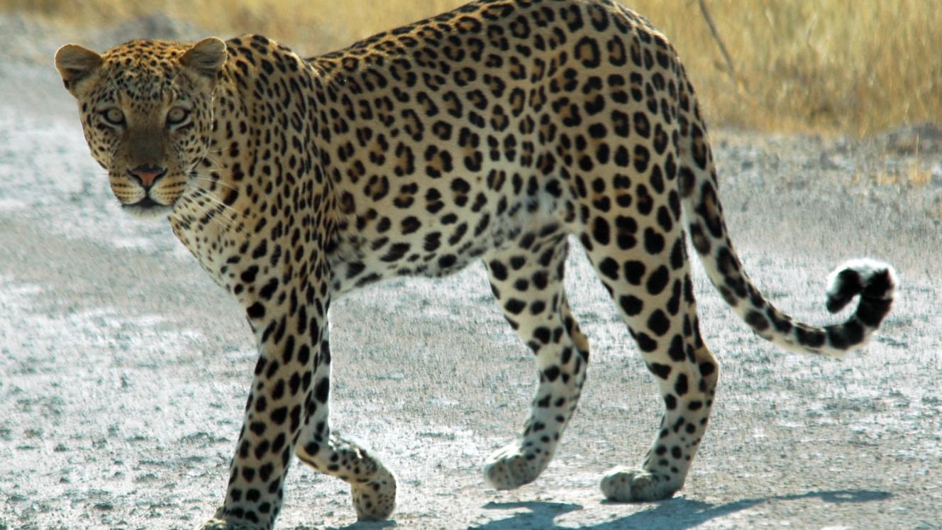 All provincial leopard hunting quotas have been set at zero for 2016, effectively banning leopard hunting for the year.