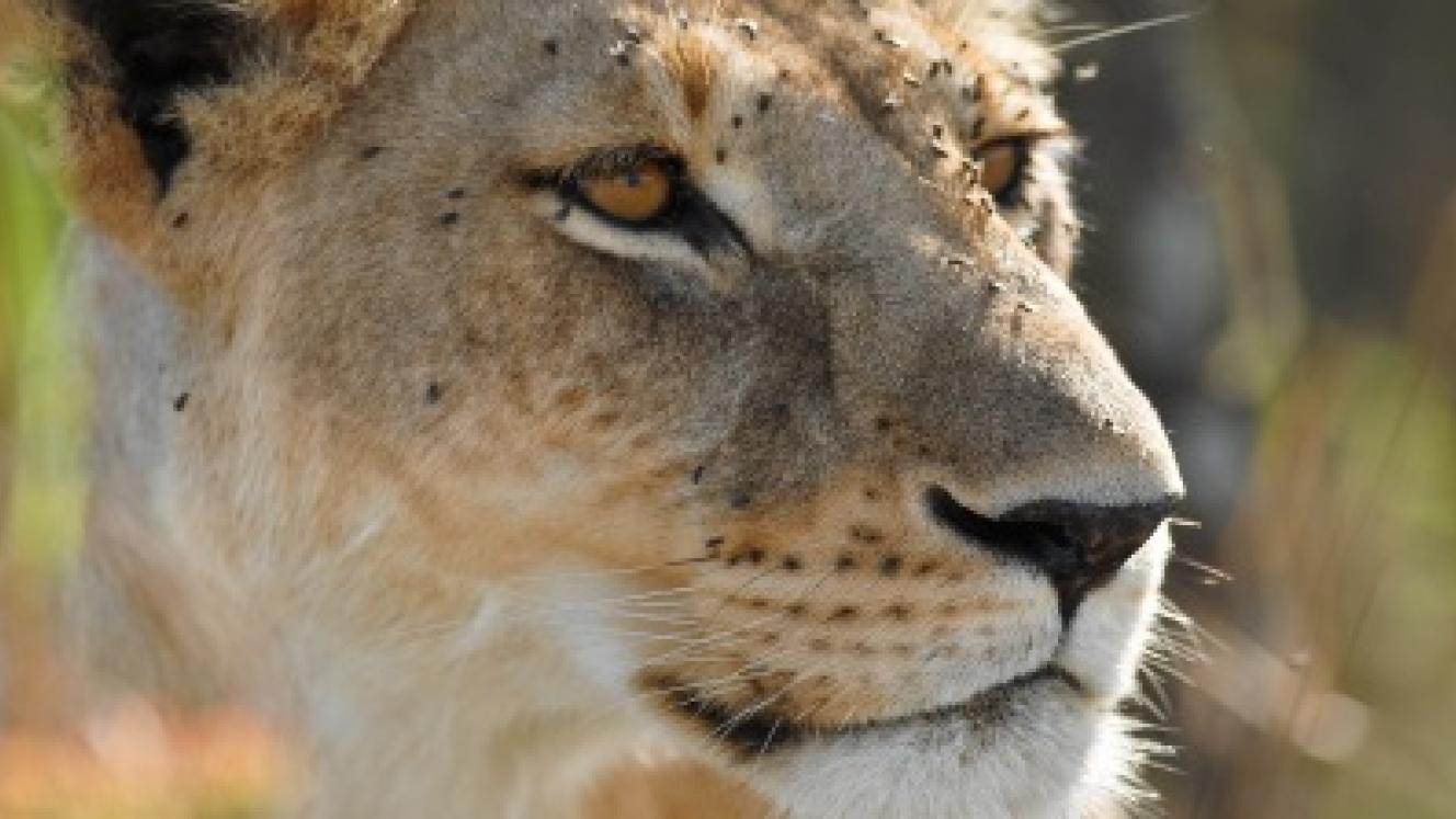 The endangered listing means that the importation of lion trophies into the US will be prohibited. 