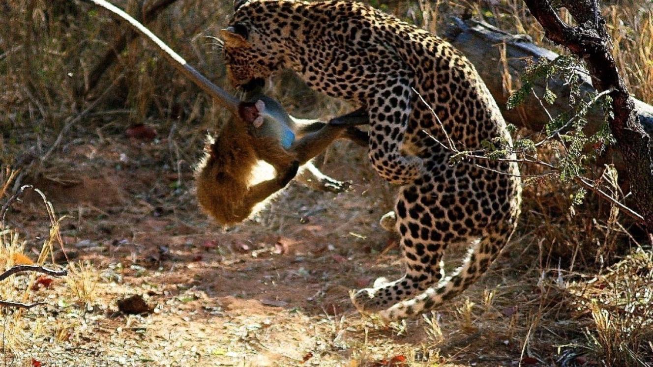 Tour operators and travel agents can use Nightsbridge to check availability before booking a client. 