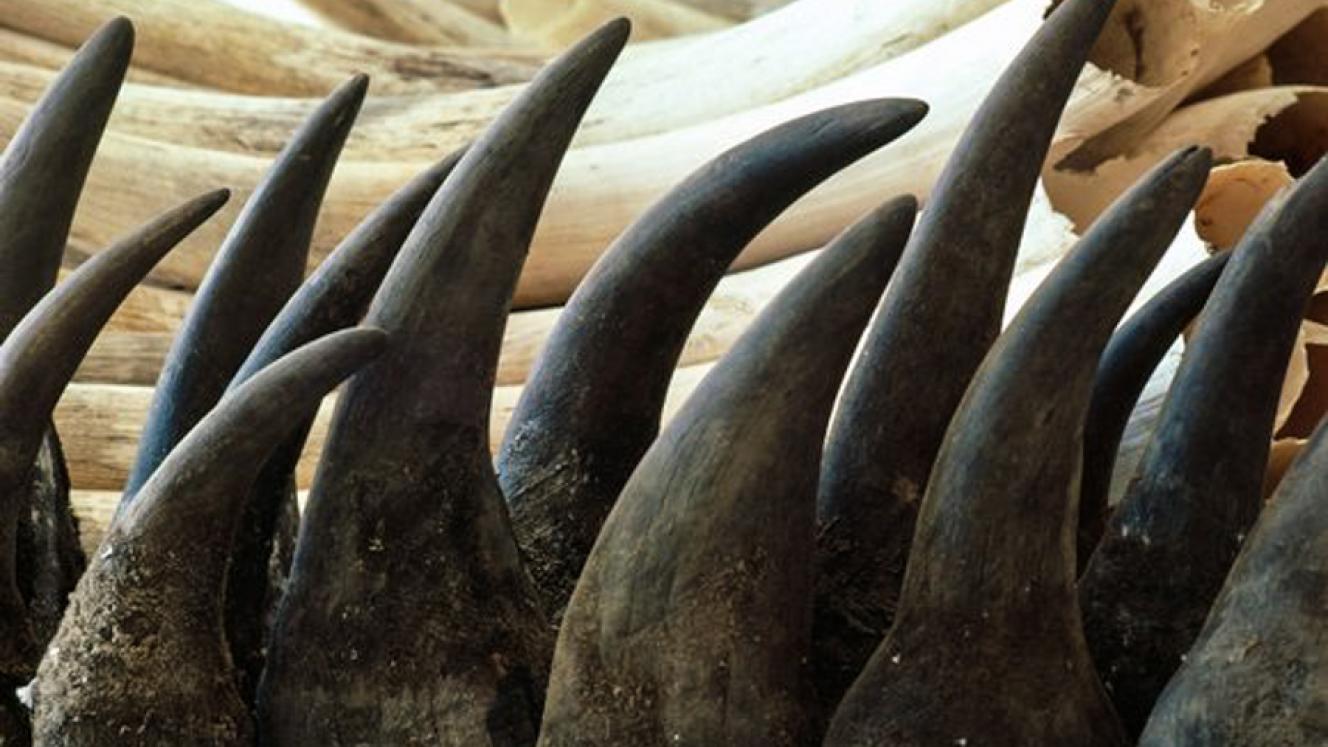 The Department of Environmental Affairs’ budget suggests it will submit a proposal in favour of rhino horn trade at CITES COP 17, later this year.