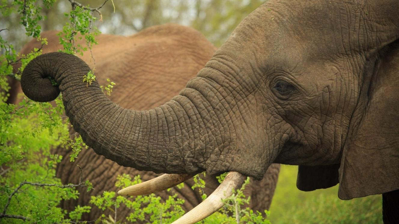 An elephant in Hluhluwe-iMfolozi Park.
