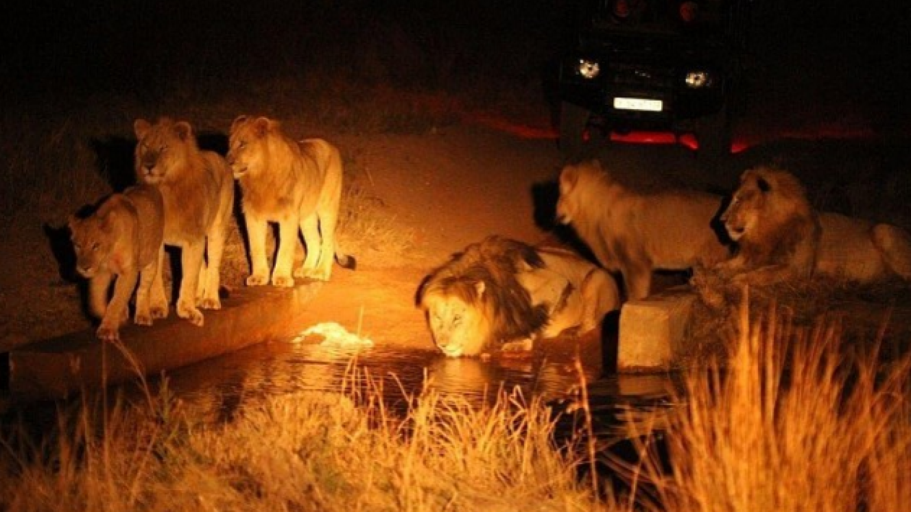 Waterberg Gateway Aerodrome is a 20-minute drive to Welgevonden Game Reserve.
