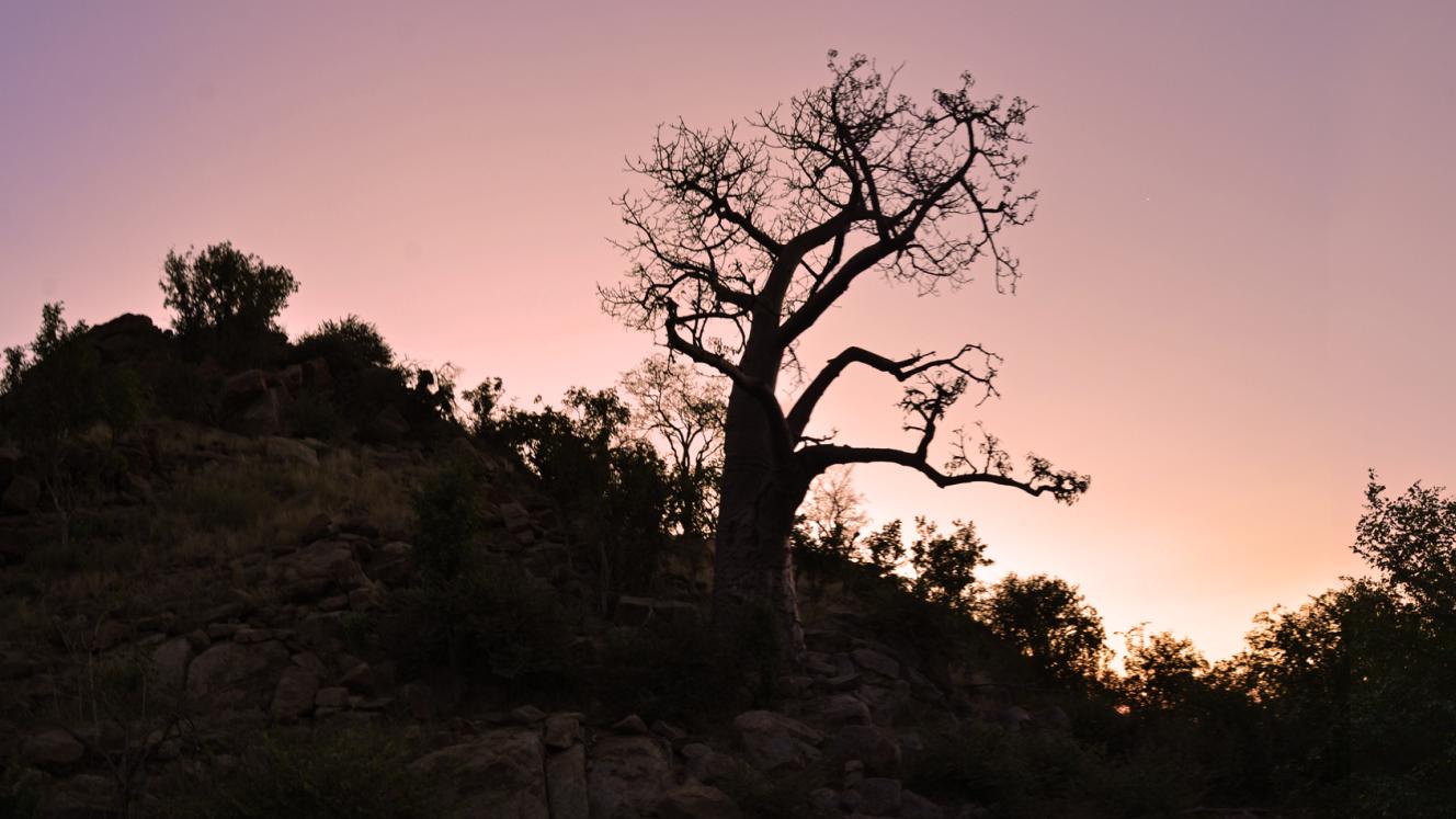 The Africa Experience will open two new luxury tented camps in the Central Tuli Block in June.