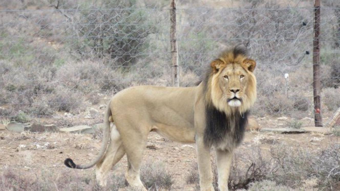 Sylvester will be relocated to the Addo Elephant National Park, where he will be bonded with the two young females.