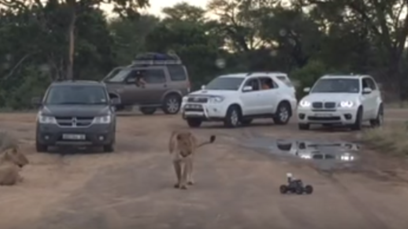 Lowveld Media published this video showing tourists provoking a lion in Kruger National Park.