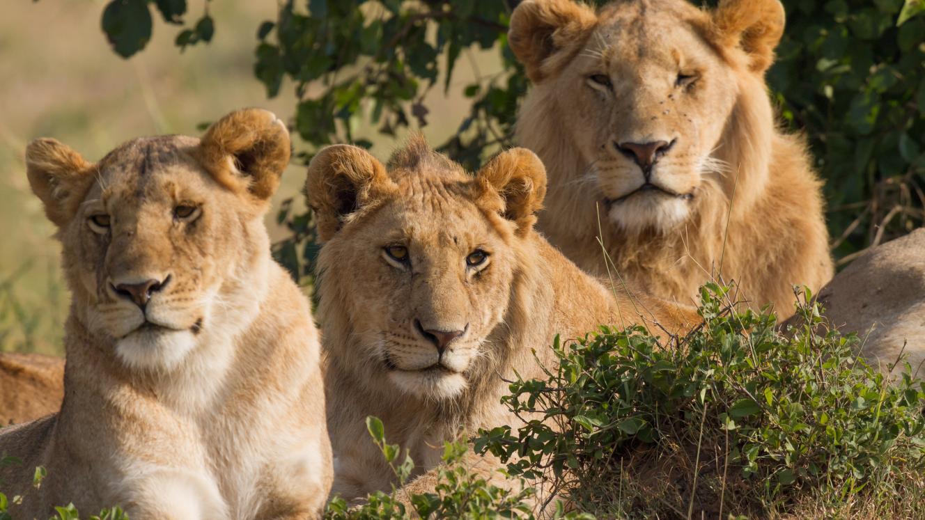 African-based safari and eco-tourism operators have signed a statement showing the support for the aims of feature film, Blood Lions to stop predator breeding and canned hunting.