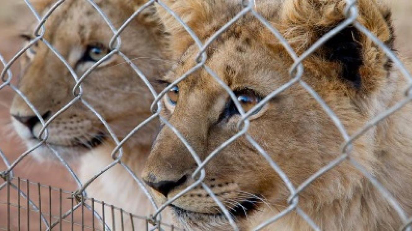 The industry needs to start asking lion petting facilities where the cubs come from and where the lions go, says Blood Lions Producer, Pippa Hankinson.