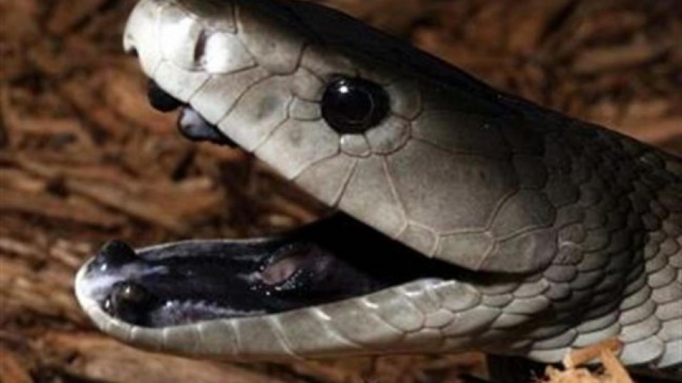 The black mamba is one of the snakes that will be housed at a new snake park in Victoria Falls.