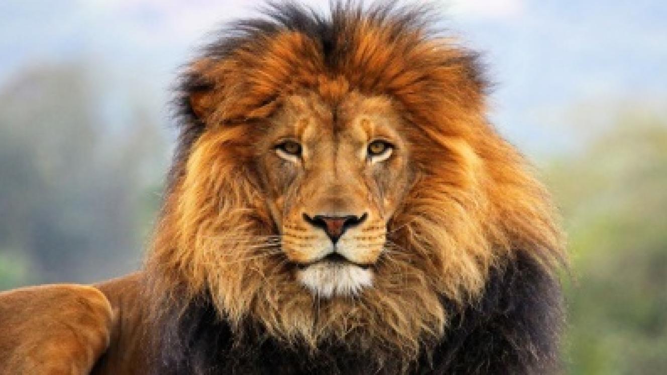 The Lion and Safari Park will open soon, north of Lanseria.