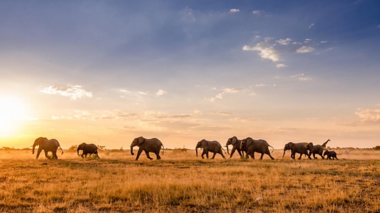 Natural Selection will set up camps in South Africa, Botswana, Namibia and Mozambique by next year and is already offering beds in Botswana.