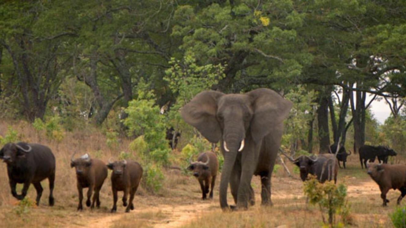 Communities in Botswana are expected to lobby the government to exempt elephants and buffaloes from a hunting ban imposed in 2014.